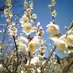 20060305_1341_000.jpg