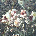 20060305_1509_000.jpg
