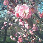 20060305_1509_001.jpg