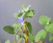 20080517151123.jpg