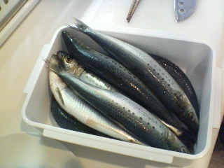 20090321143023.jpg